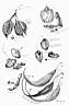 Landriana2003_ins_07.JPG: 